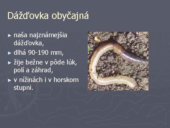 Dážďovka obyčajná naša najznámejšia dážďovka, ► dlhá 90 -190 mm, ► žije bežne v