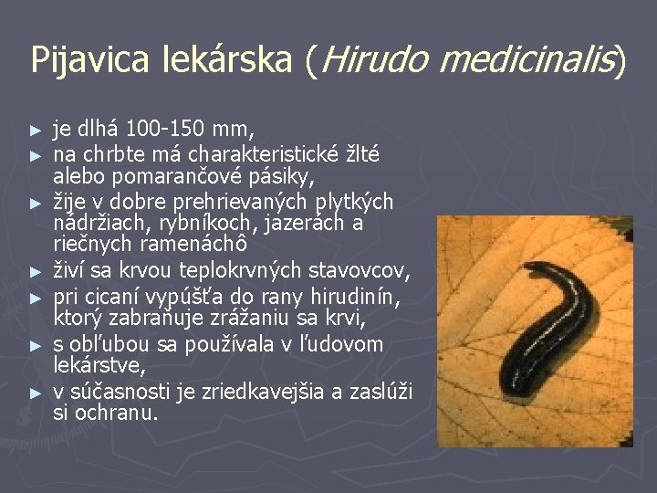 Pijavica lekárska (Hirudo medicinalis) ► ► ► ► je dlhá 100 -150 mm, na