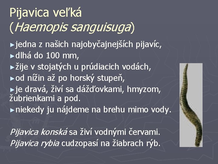 Pijavica veľká (Haemopis sanguisuga) ►jedna z našich najobyčajnejších pijavíc, ►dlhá do 100 mm, ►žije