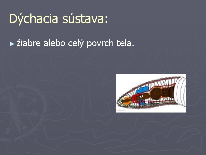 Dýchacia sústava: ► žiabre alebo celý povrch tela. 