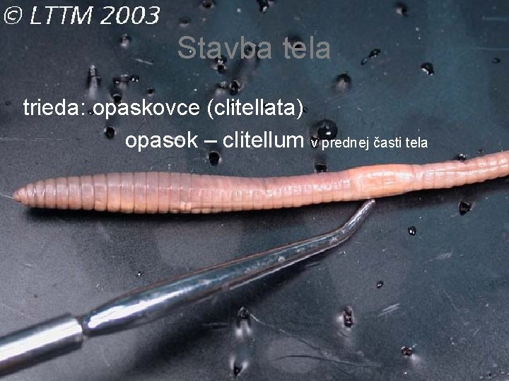 Stavba tela trieda: opaskovce (clitellata) opasok – clitellum v prednej časti tela 