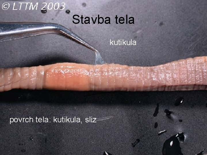 Stavba tela kutikula povrch tela: kutikula, sliz 