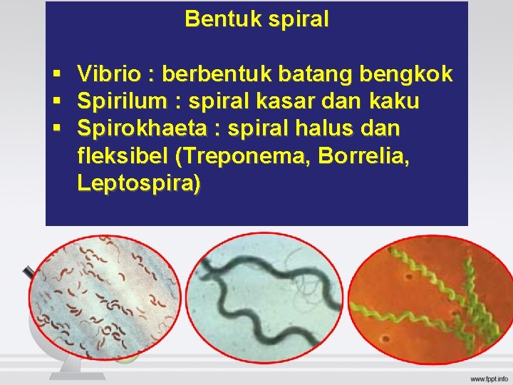 Bentuk spiral § Vibrio : berbentuk batang bengkok § Spirilum : spiral kasar dan Bentuk spiral § Vibrio : berbentuk batang bengkok § Spirilum : spiral kasar dan