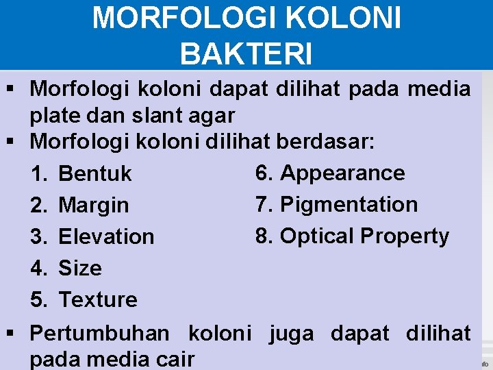 MORFOLOGI KOLONI BAKTERI § Morfologi koloni dapat dilihat pada media plate dan slant agar MORFOLOGI KOLONI BAKTERI § Morfologi koloni dapat dilihat pada media plate dan slant agar