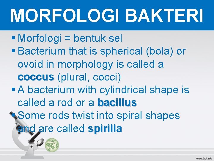 MORFOLOGI BAKTERI § Morfologi = bentuk sel § Bacterium that is spherical (bola) or MORFOLOGI BAKTERI § Morfologi = bentuk sel § Bacterium that is spherical (bola) or