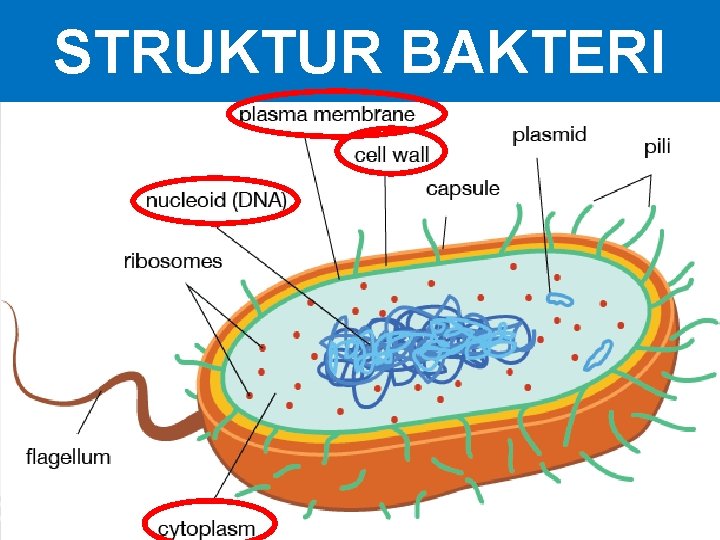 STRUKTUR BAKTERI STRUKTUR BAKTERI