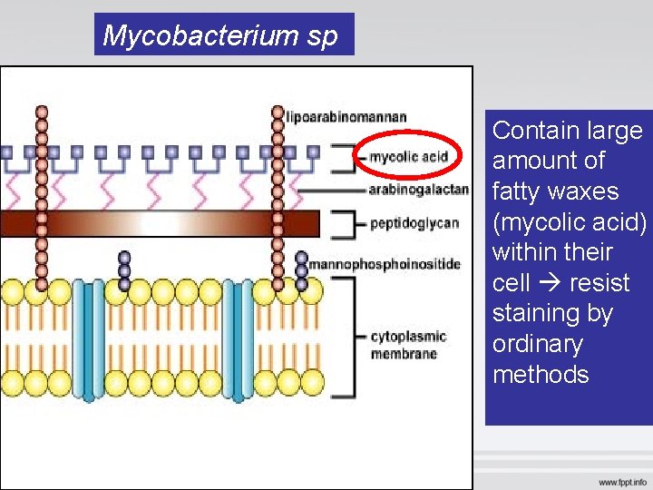 Mycobacterium sp Contain large amount of fatty waxes (mycolic acid) within their cell resist Mycobacterium sp Contain large amount of fatty waxes (mycolic acid) within their cell resist
