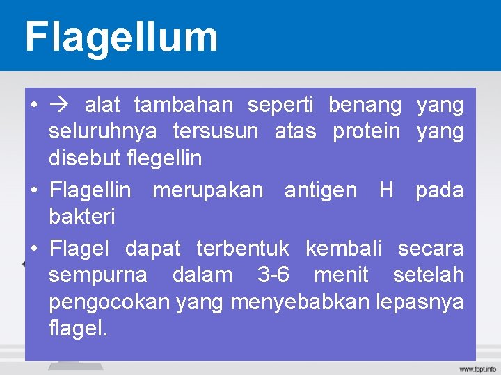 Flagellum • alat tambahan seperti benang yang seluruhnya tersusun atas protein yang disebut flegellin Flagellum • alat tambahan seperti benang yang seluruhnya tersusun atas protein yang disebut flegellin
