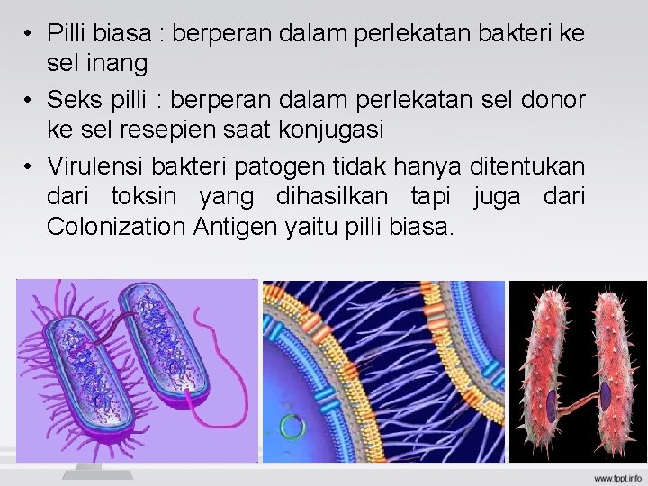 • Pilli biasa : berperan dalam perlekatan bakteri ke sel inang • Seks • Pilli biasa : berperan dalam perlekatan bakteri ke sel inang • Seks