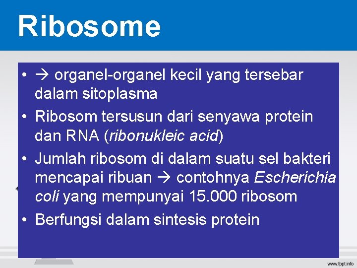 Ribosome • organel-organel kecil yang tersebar dalam sitoplasma • Ribosom tersusun dari senyawa protein Ribosome • organel-organel kecil yang tersebar dalam sitoplasma • Ribosom tersusun dari senyawa protein
