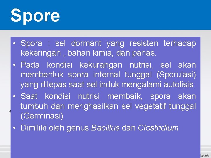 Spore • Spora : sel dormant yang resisten terhadap kekeringan , bahan kimia, dan Spore • Spora : sel dormant yang resisten terhadap kekeringan , bahan kimia, dan
