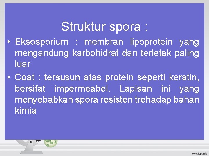 Struktur spora : • Eksosporium : membran lipoprotein yang mengandung karbohidrat dan terletak paling Struktur spora : • Eksosporium : membran lipoprotein yang mengandung karbohidrat dan terletak paling