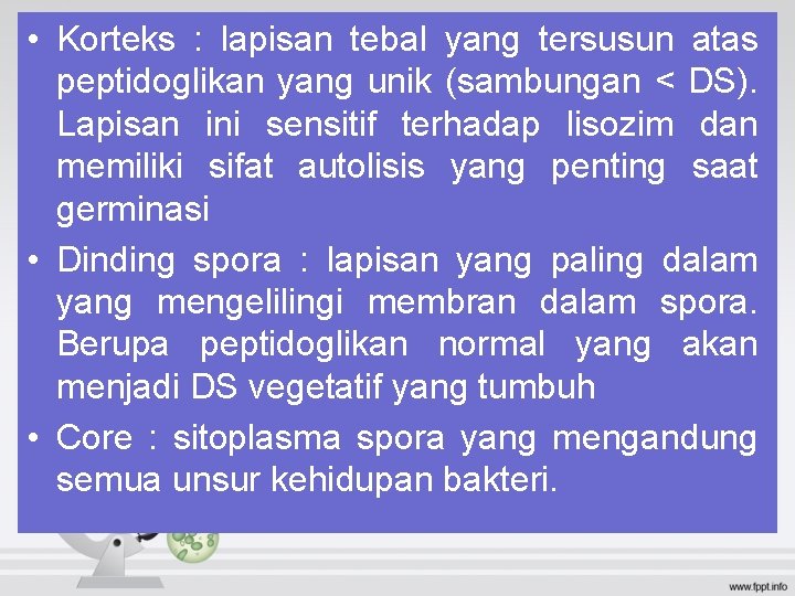 • Korteks : lapisan tebal yang tersusun atas peptidoglikan yang unik (sambungan < • Korteks : lapisan tebal yang tersusun atas peptidoglikan yang unik (sambungan <