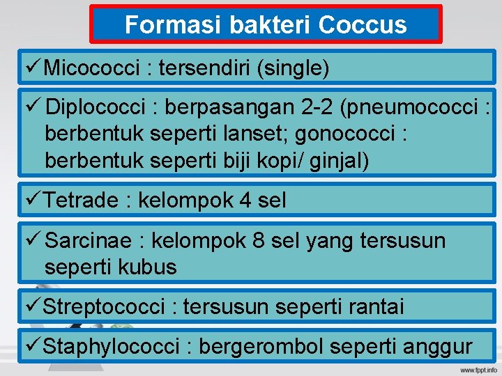 Formasi bakteri Coccus üMicococci : tersendiri (single) ü Diplococci : berpasangan 2 -2 (pneumococci Formasi bakteri Coccus üMicococci : tersendiri (single) ü Diplococci : berpasangan 2 -2 (pneumococci