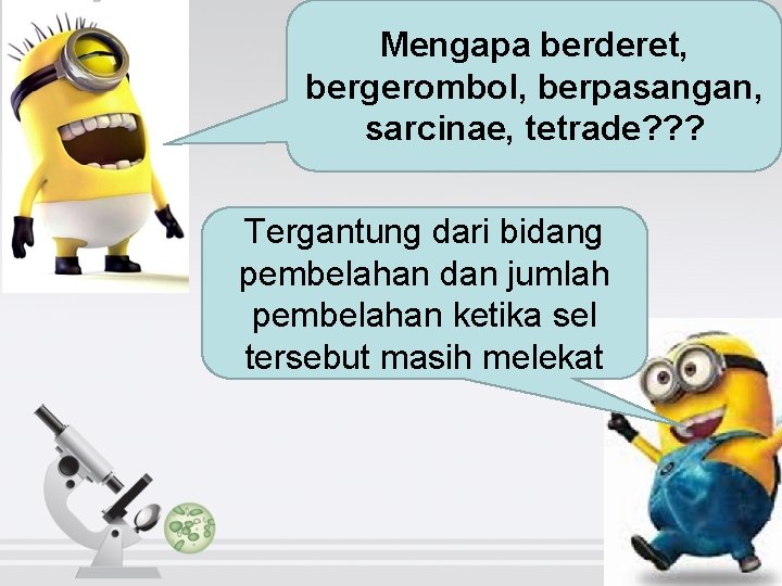 Mengapa berderet, bergerombol, berpasangan, sarcinae, tetrade? ? ? Tergantung dari bidang pembelahan dan jumlah Mengapa berderet, bergerombol, berpasangan, sarcinae, tetrade? ? ? Tergantung dari bidang pembelahan dan jumlah