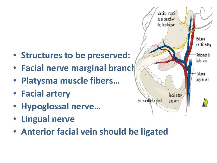  • • Structures to be preserved: Facial nerve marginal branch Platysma muscle fibers…