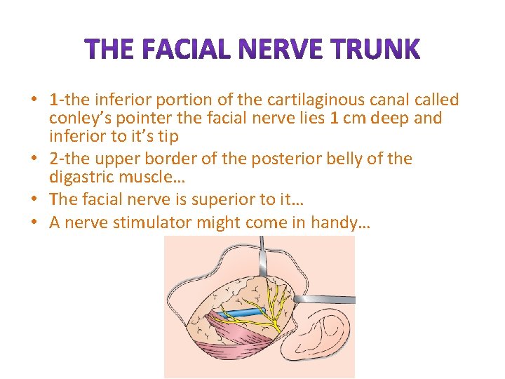  • 1 -the inferior portion of the cartilaginous canal called conley’s pointer the