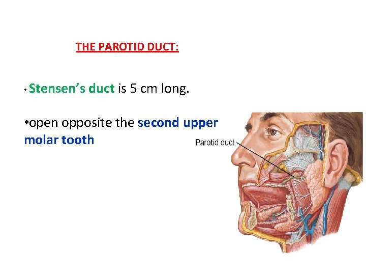 THE PAROTID DUCT: • Stensen’s duct is 5 cm long. • open opposite the