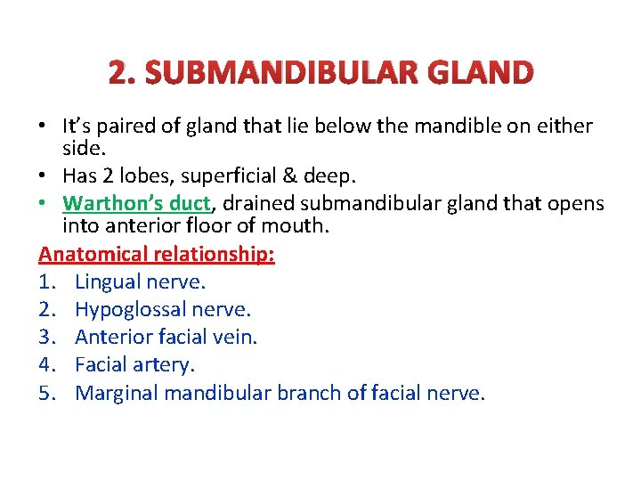 2. SUBMANDIBULAR GLAND • It’s paired of gland that lie below the mandible on