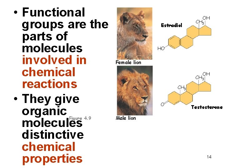 • Functional groups are the parts of molecules involved in chemical reactions • • Functional groups are the parts of molecules involved in chemical reactions •