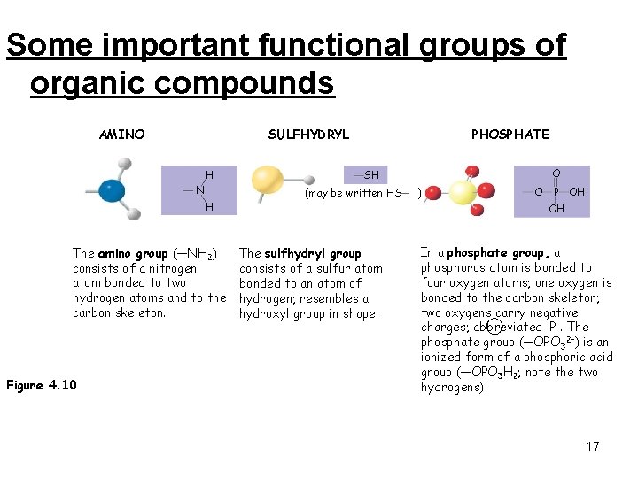 Some important functional groups of organic compounds AMINO SULFHYDRYL H N H The amino Some important functional groups of organic compounds AMINO SULFHYDRYL H N H The amino