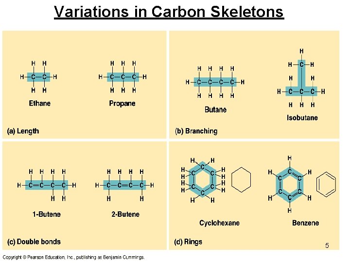 Variations in Carbon Skeletons 5 Variations in Carbon Skeletons 5