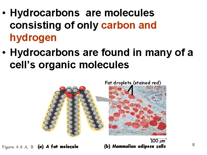 • Hydrocarbons are molecules consisting of only carbon and hydrogen • Hydrocarbons are • Hydrocarbons are molecules consisting of only carbon and hydrogen • Hydrocarbons are