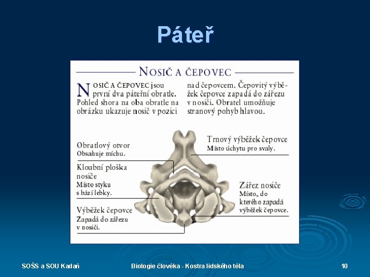 Páteř SOŠS a SOU Kadaň Biologie člověka - Kostra lidského těla 10 