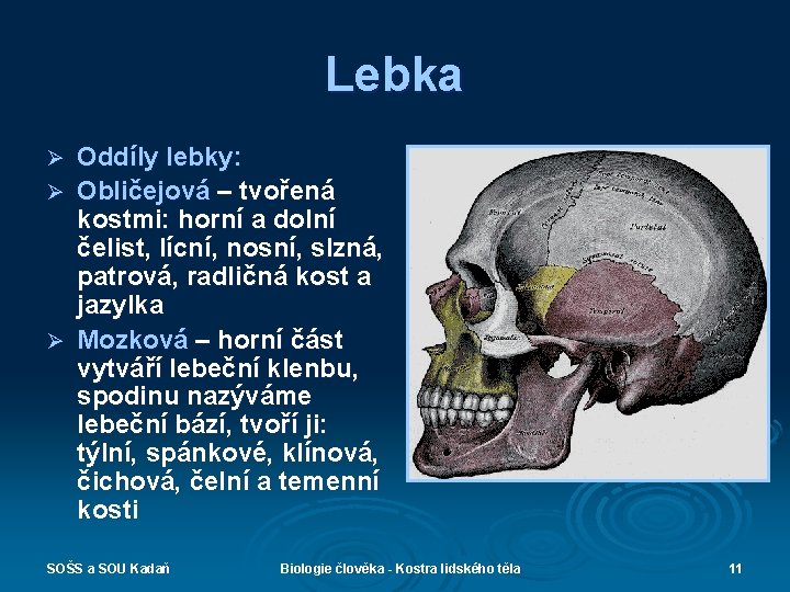 Lebka Oddíly lebky: Ø Obličejová – tvořená kostmi: horní a dolní čelist, lícní, nosní,