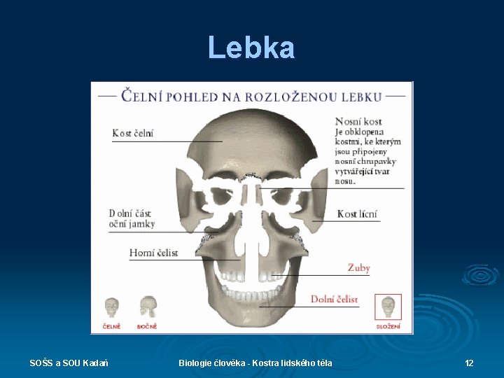 Lebka SOŠS a SOU Kadaň Biologie člověka - Kostra lidského těla 12 