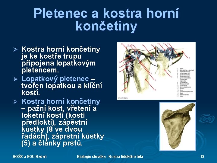 Pletenec a kostra horní končetiny Kostra horní končetiny je ke kostře trupu připojena lopatkovým