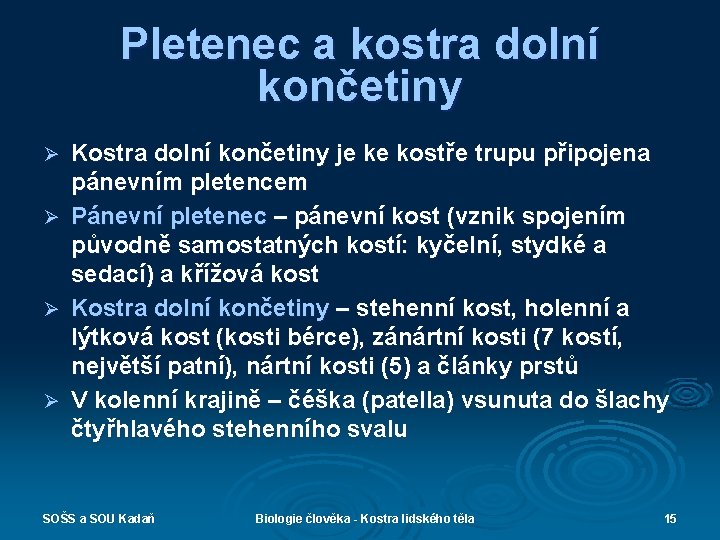 Pletenec a kostra dolní končetiny Kostra dolní končetiny je ke kostře trupu připojena pánevním