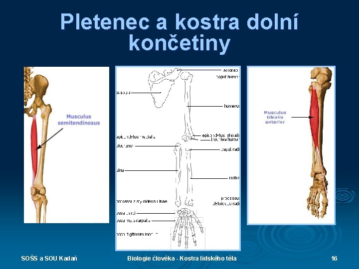 Pletenec a kostra dolní končetiny SOŠS a SOU Kadaň Biologie člověka - Kostra lidského