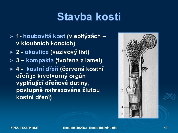 Stavba kosti Ø Ø 1 - houbovitá kost (v epifýzách – v kloubních koncích)