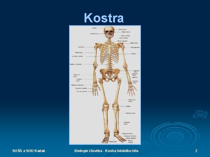 Kostra SOŠS a SOU Kadaň Biologie člověka - Kostra lidského těla 2 