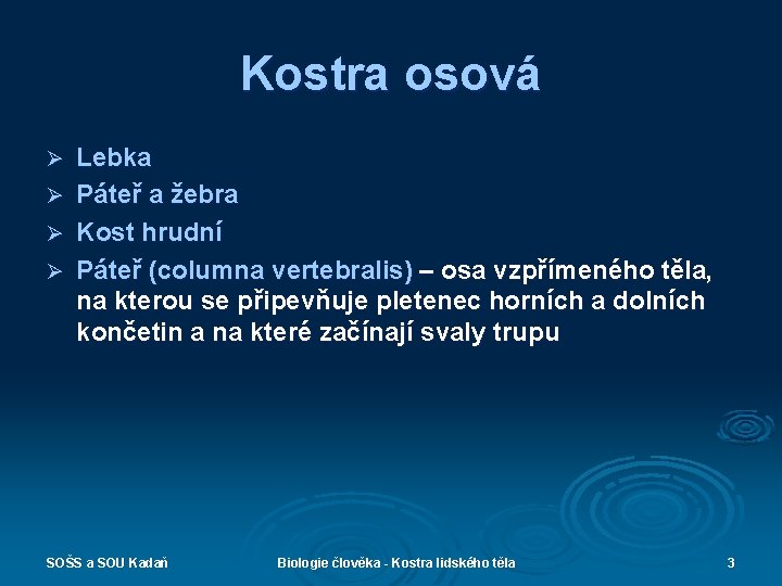 Kostra osová Ø Ø Lebka Páteř a žebra Kost hrudní Páteř (columna vertebralis) –