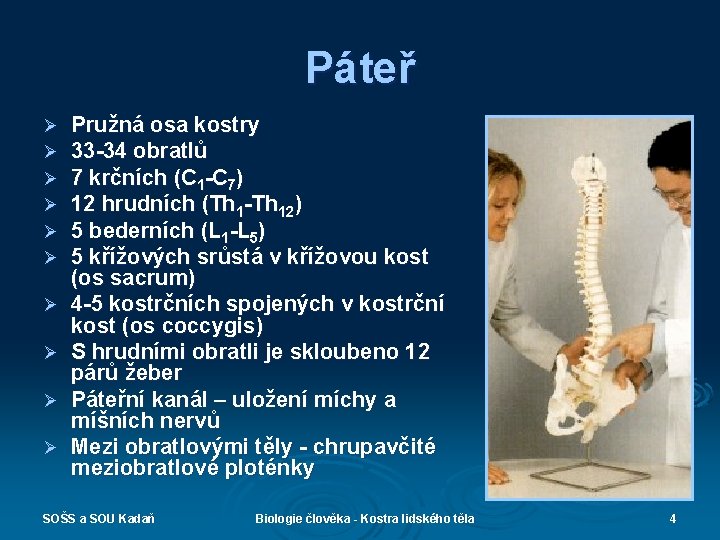 Páteř Ø Ø Ø Ø Ø Pružná osa kostry 33 -34 obratlů 7 krčních