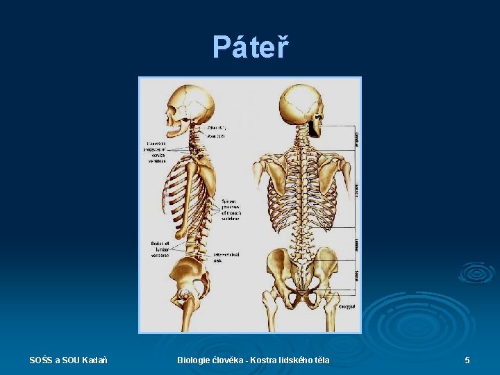 Páteř SOŠS a SOU Kadaň Biologie člověka - Kostra lidského těla 5 