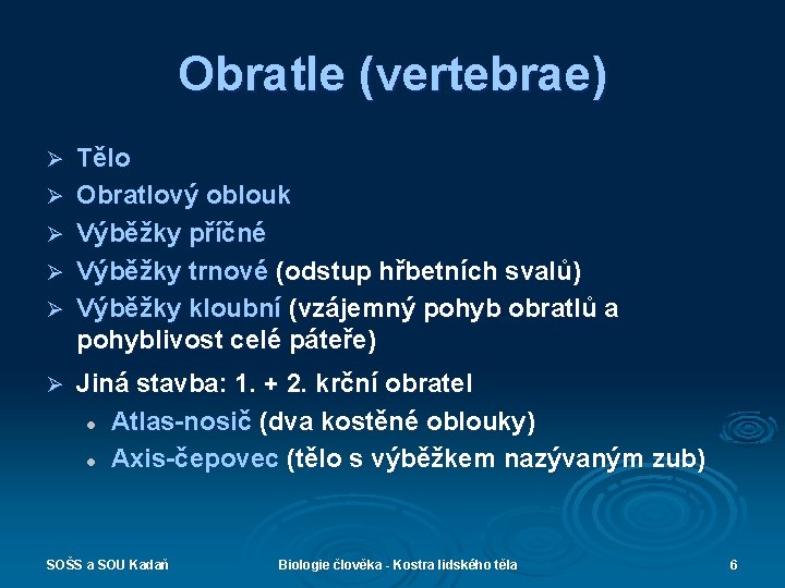 Obratle (vertebrae) Ø Ø Ø Tělo Obratlový oblouk Výběžky příčné Výběžky trnové (odstup hřbetních