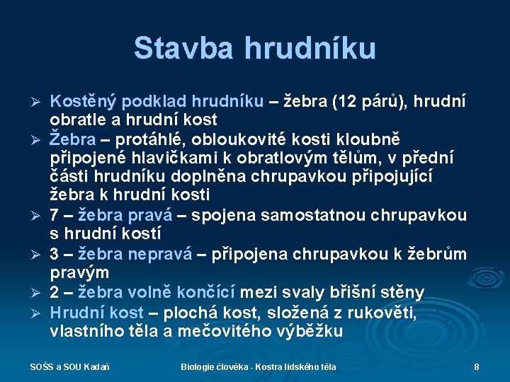 Stavba hrudníku Ø Ø Ø Kostěný podklad hrudníku – žebra (12 párů), hrudní obratle