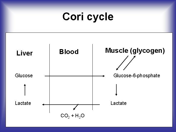 Cori cycle Liver Blood Glucose-6 -phosphate Lactate CO 2 + H 2 O 12