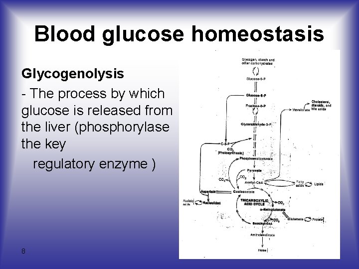 Blood glucose homeostasis Glycogenolysis - The process by which glucose is released from the