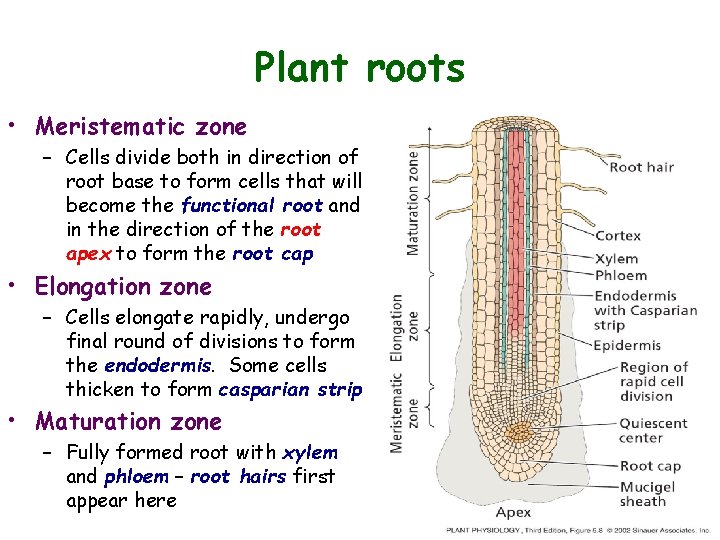 Plant roots • Meristematic zone – Cells divide both in direction of root base