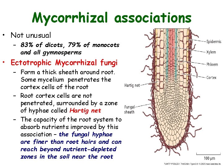 Mycorrhizal associations • Not unusual – 83% of dicots, 79% of monocots and all