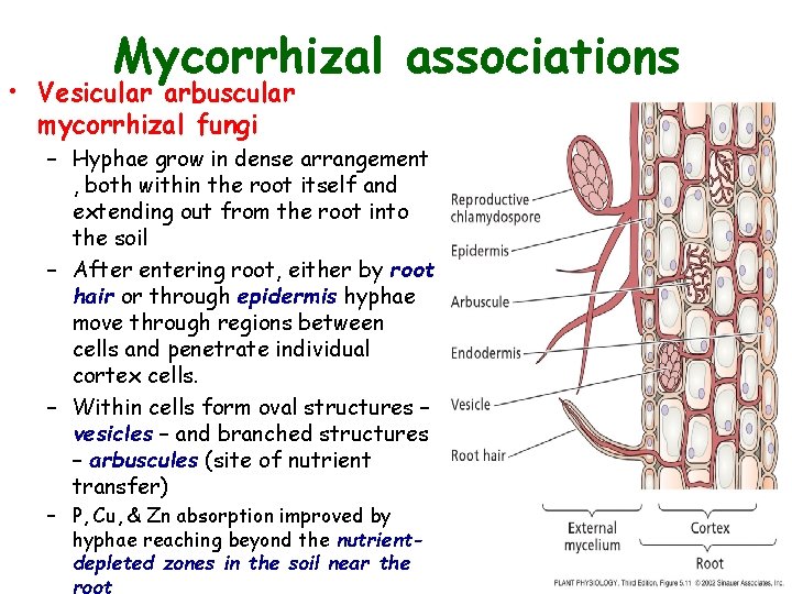 Mycorrhizal associations • Vesicular arbuscular mycorrhizal fungi – Hyphae grow in dense arrangement , Mycorrhizal associations • Vesicular arbuscular mycorrhizal fungi – Hyphae grow in dense arrangement ,