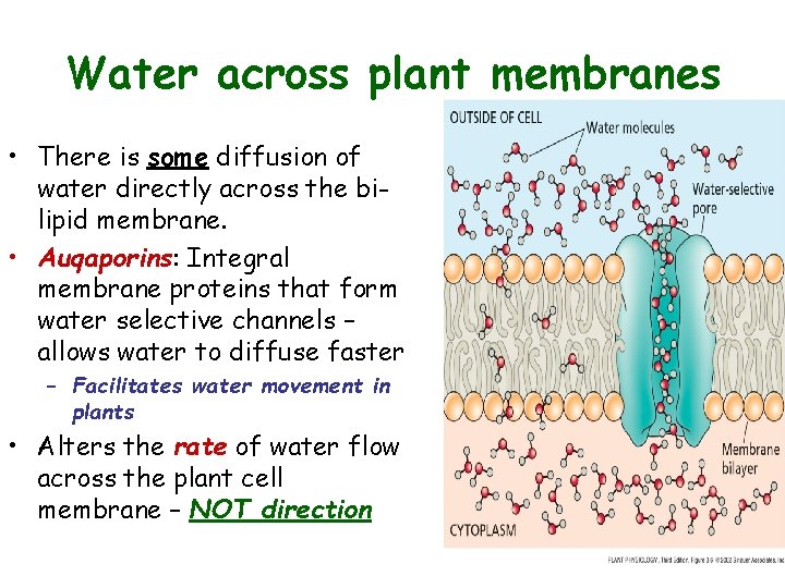 Water across plant membranes • There is some diffusion of water directly across the