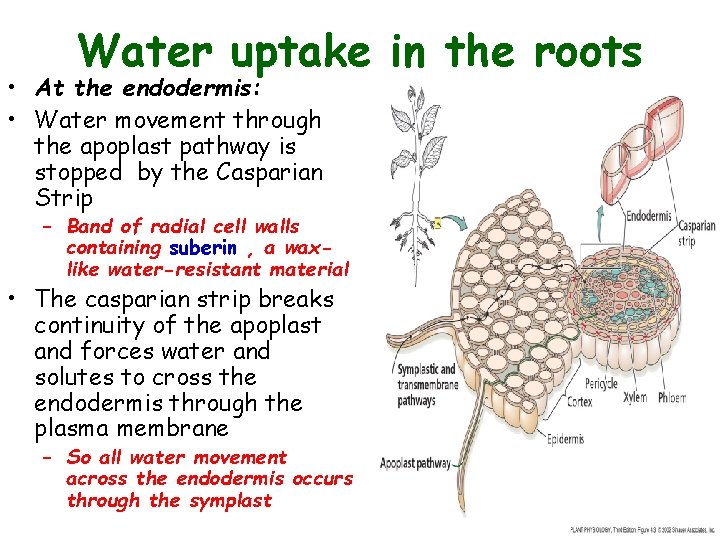 Water uptake in the roots • At the endodermis: • Water movement through the Water uptake in the roots • At the endodermis: • Water movement through the