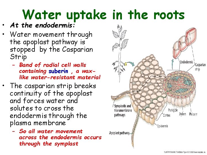 Water uptake in the roots • At the endodermis: • Water movement through the