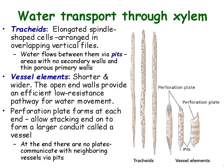 Water transport through xylem • Tracheids: Elongated spindleshaped cells –arranged in overlapping vertical files.