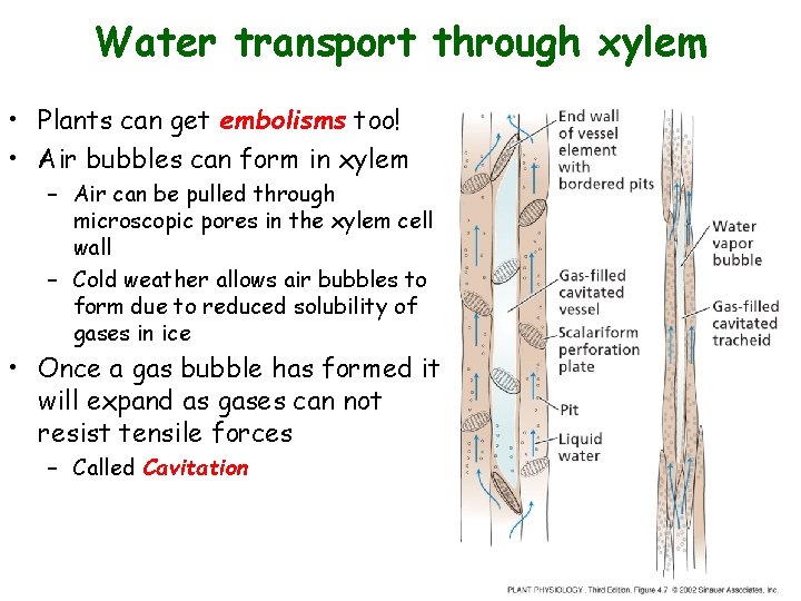 Water transport through xylem • Plants can get embolisms too! • Air bubbles can Water transport through xylem • Plants can get embolisms too! • Air bubbles can